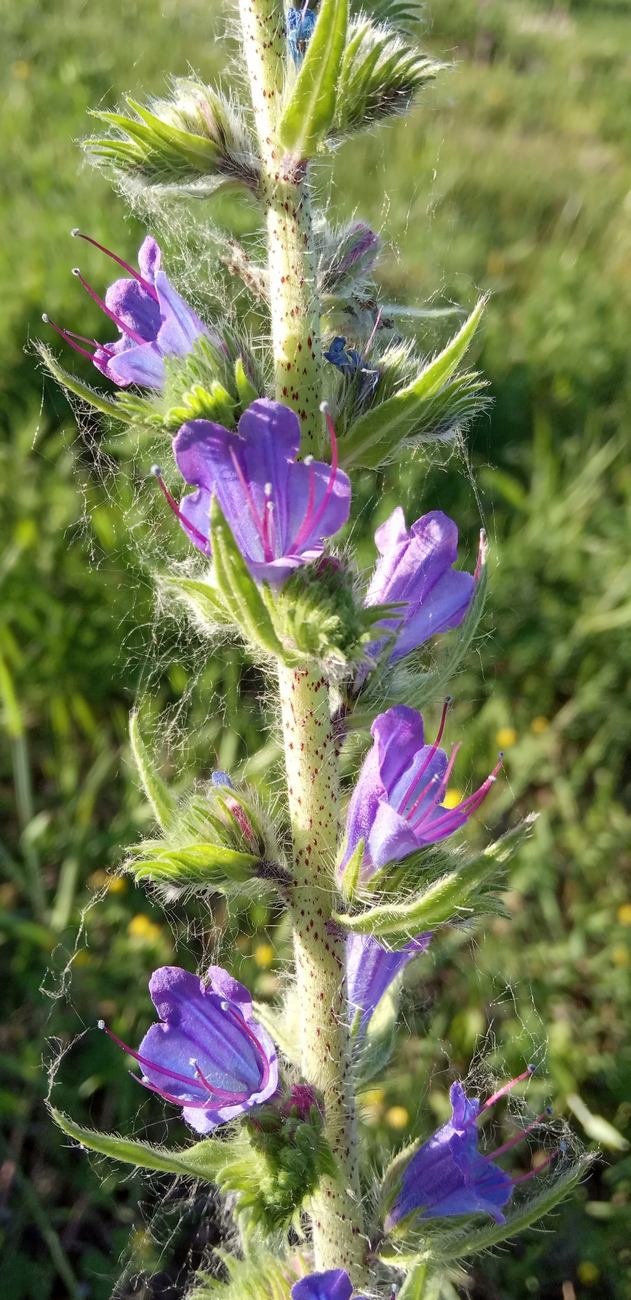 Image of Echium vulgare specimen.