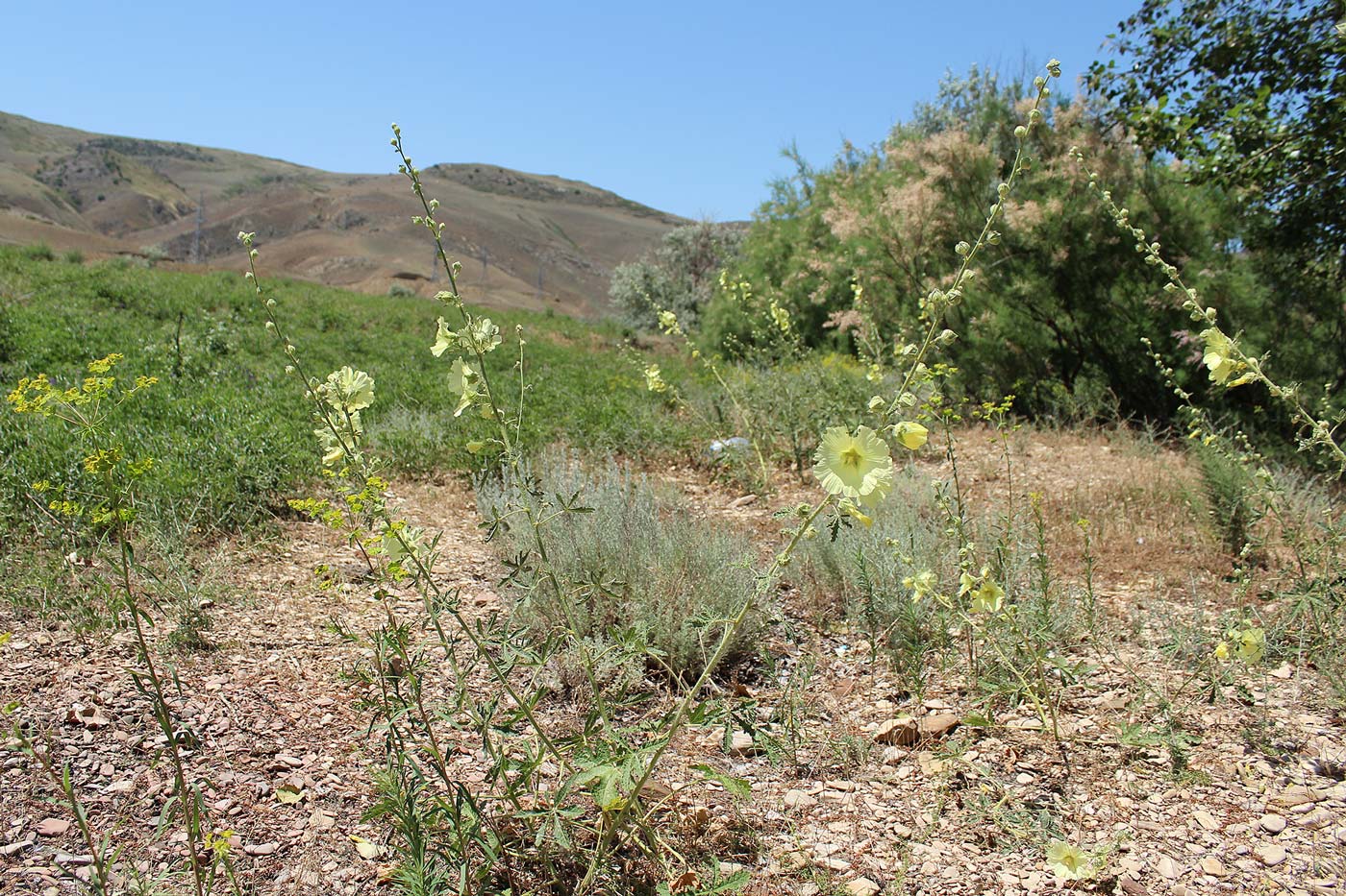 Изображение особи Alcea rugosa.