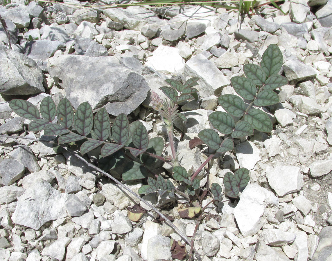 Image of Onobrychis bobrovii specimen.