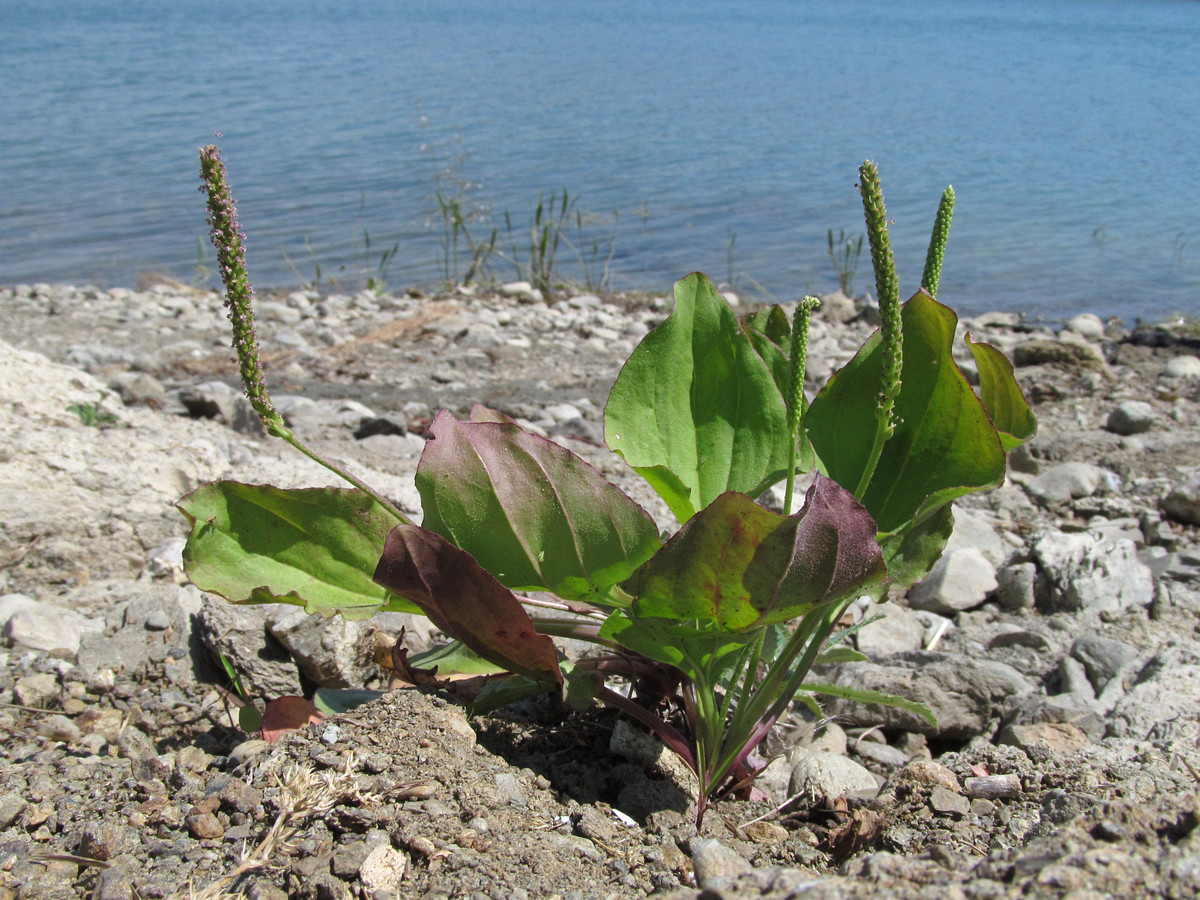 Изображение особи Plantago uliginosa.