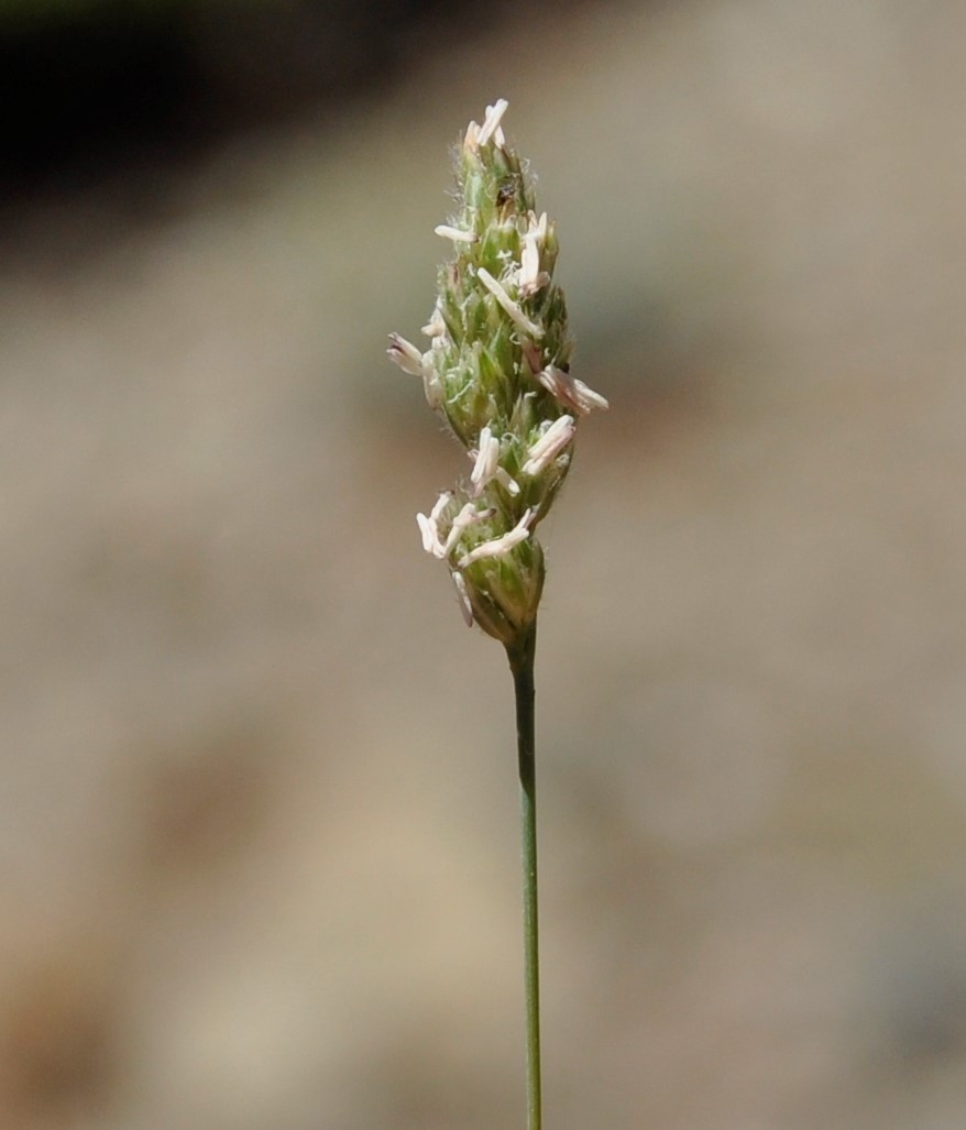 Image of Dactylis hispanica specimen.