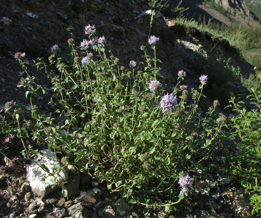 Изображение особи Ziziphora clinopodioides.