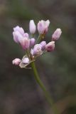 Allium tenuissimum