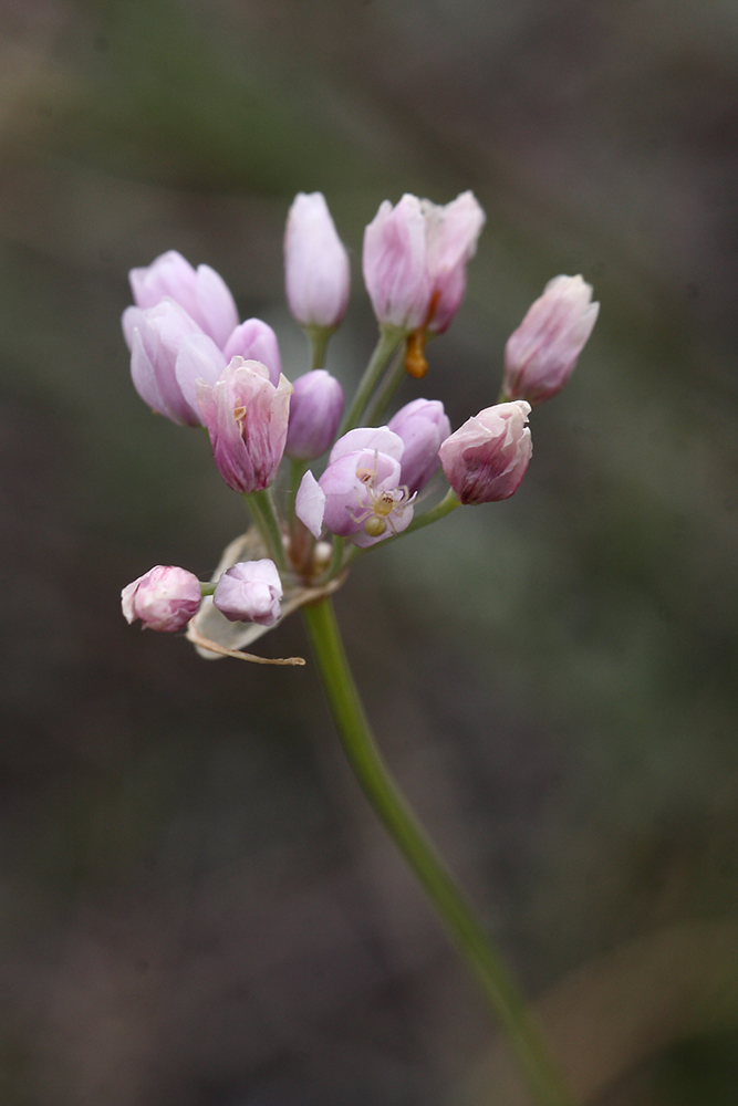 Изображение особи Allium tenuissimum.