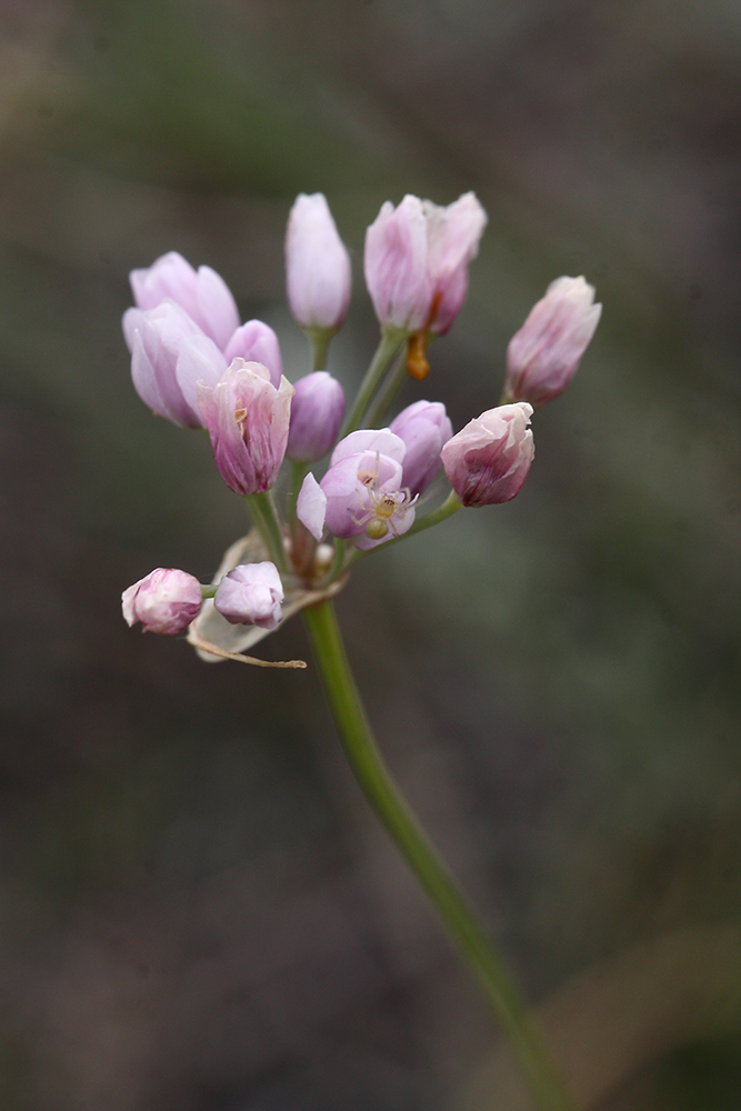 Image of Allium tenuissimum specimen.