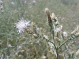 Centaurea diffusa