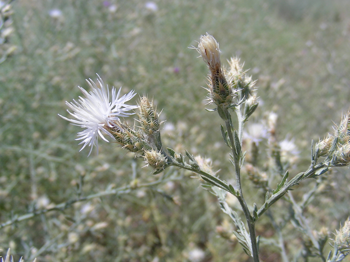 Image of Centaurea diffusa specimen.