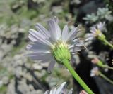 Kemulariella rosea