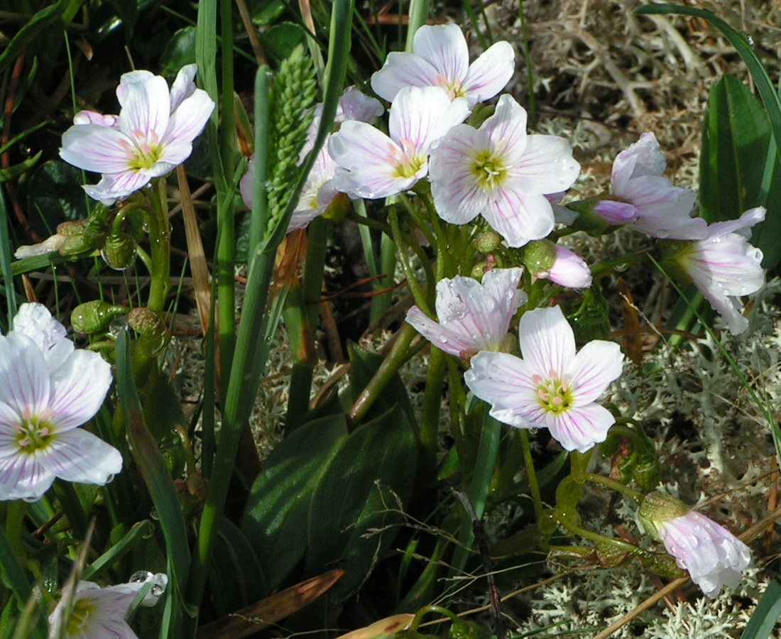 Image of Claytonia joanneana specimen.