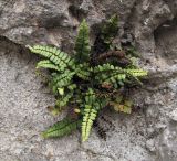 Asplenium trichomanes. Взрослое растение. Черногория, Старый Бар, руины древней крепости. 14 августа 2019 г.