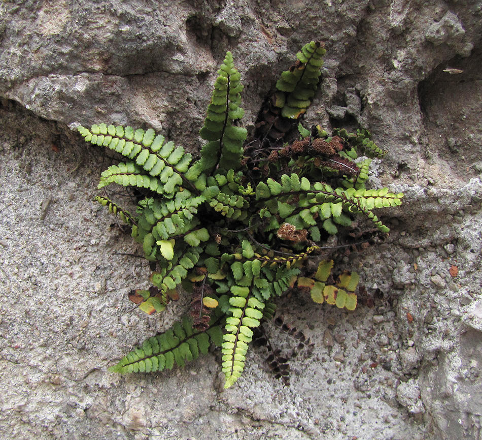 Image of Asplenium trichomanes specimen.