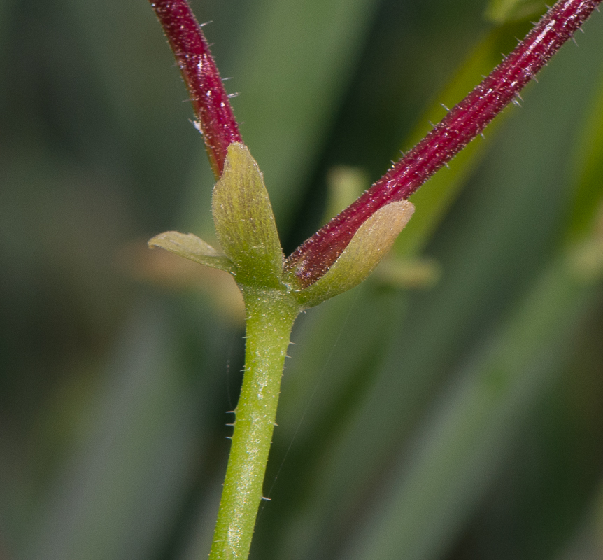 Image of Pelargonium tetragonum specimen.