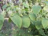 View full-size image Reynoutria × bohemica