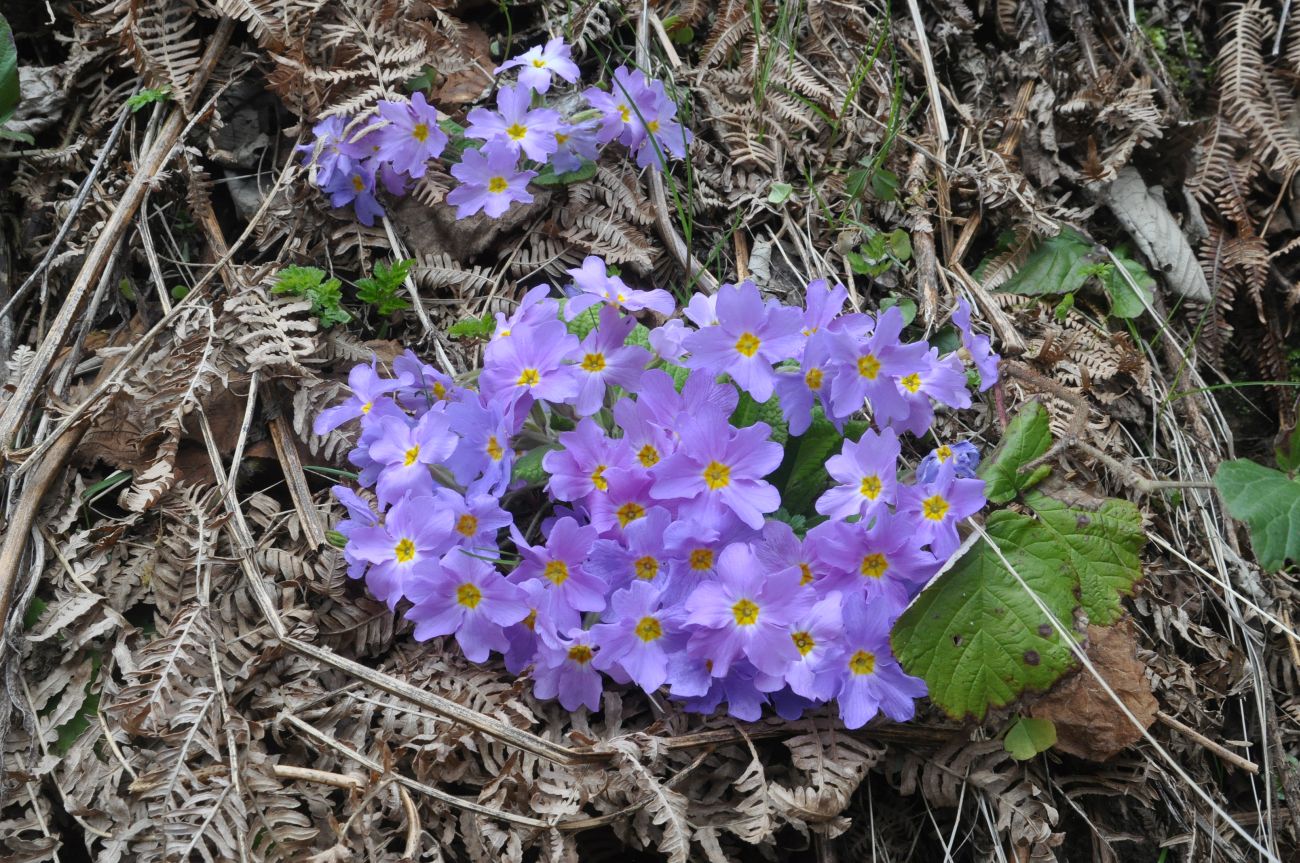 Image of Primula vulgaris specimen.