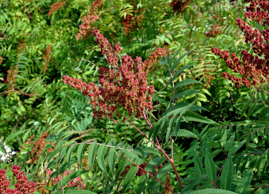 Image of Sorbaria sorbifolia specimen.