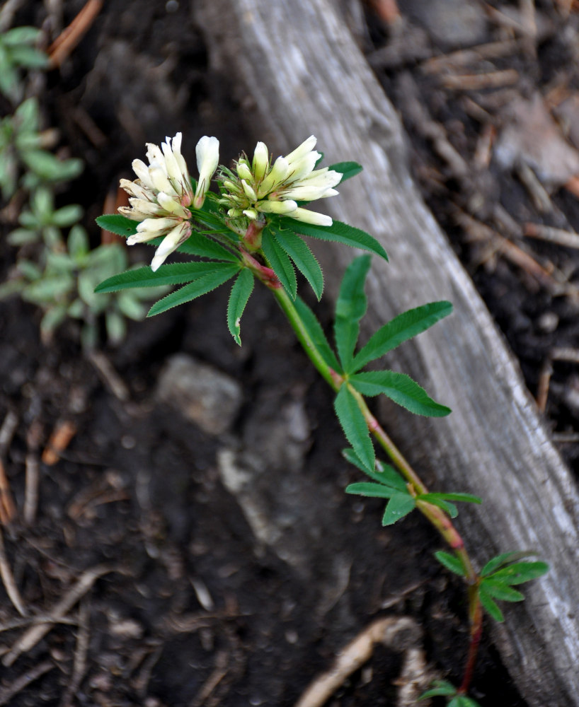 Изображение особи Trifolium spryginii.