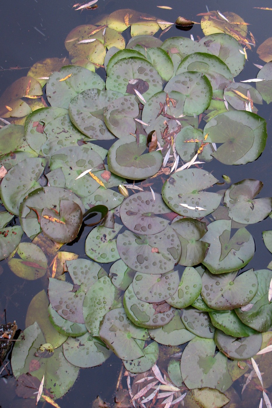 Image of genus Nymphaea specimen.