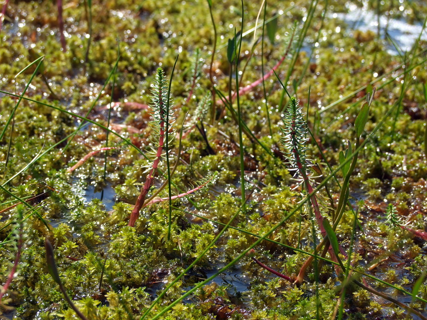 Изображение особи Hippuris vulgaris.