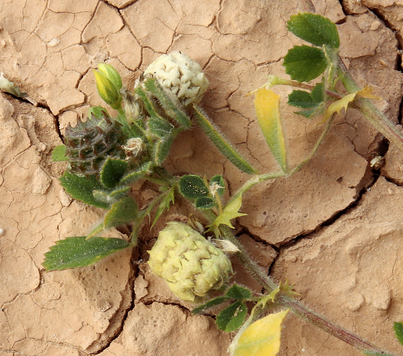 Изображение особи Medicago turbinata.