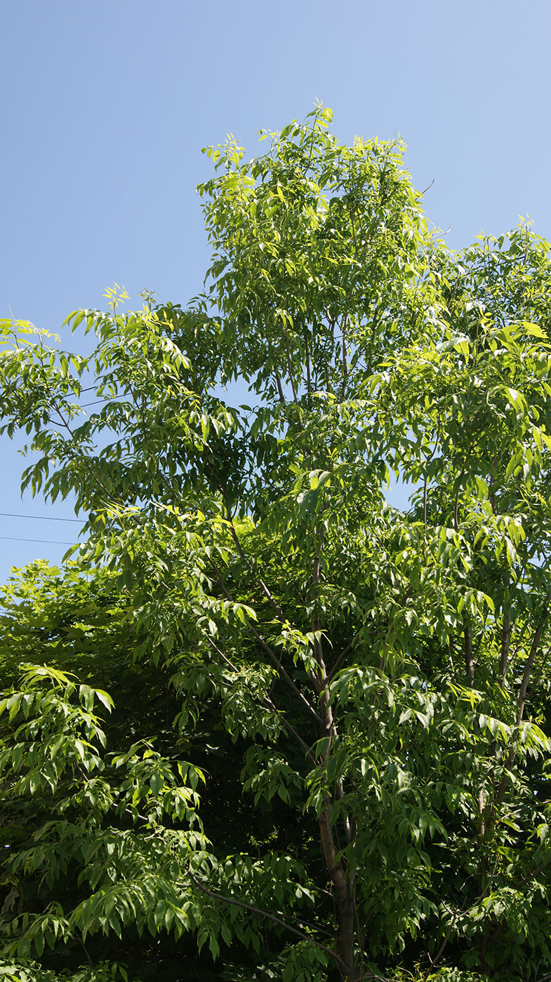 Image of genus Fraxinus specimen.