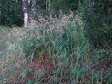 Calamagrostis langsdorffii