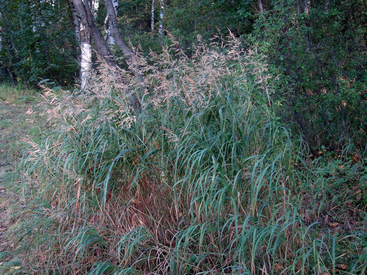 Изображение особи Calamagrostis langsdorffii.