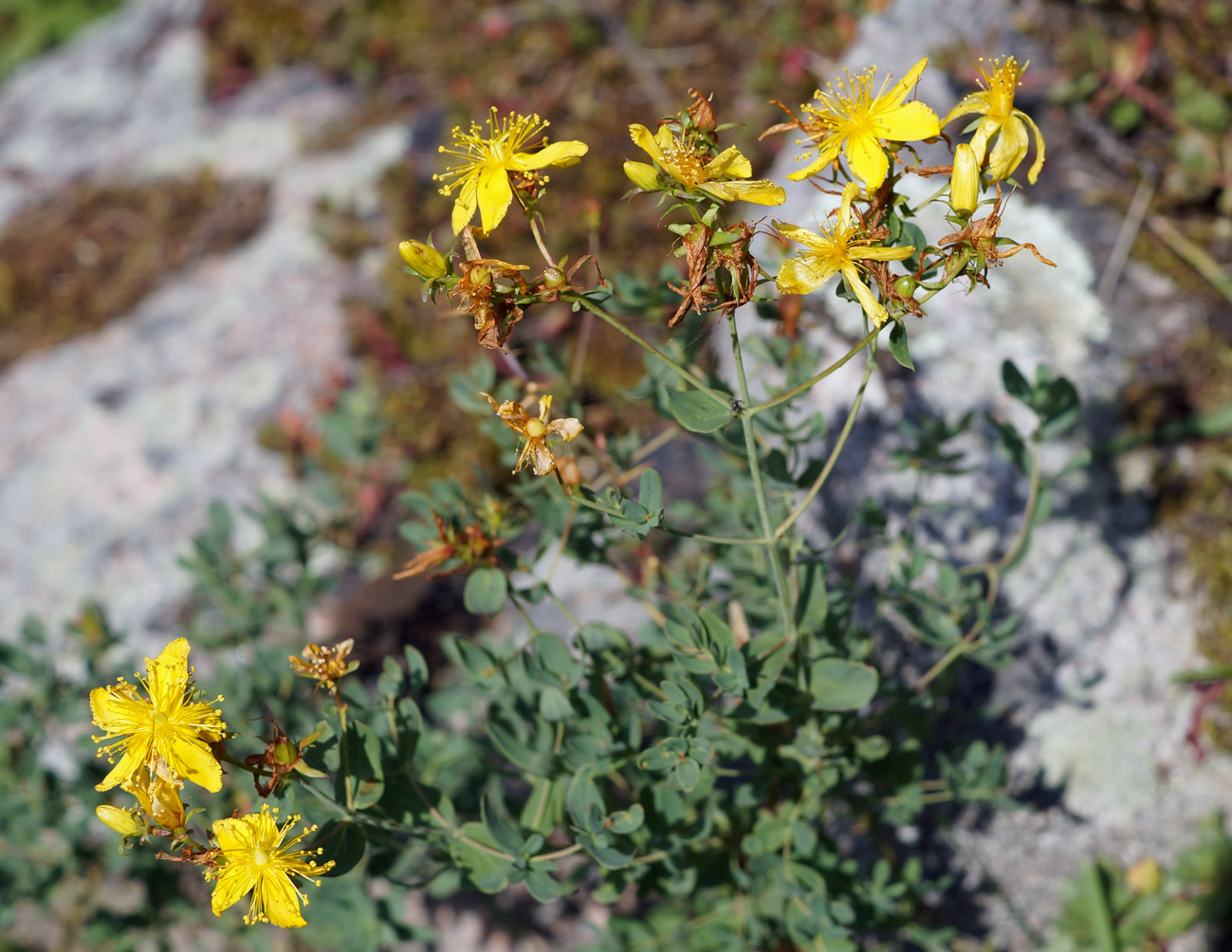 Изображение особи Hypericum perforatum.