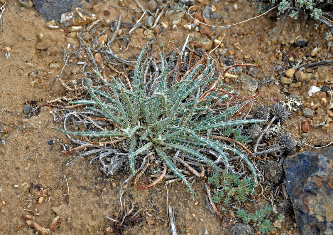 Изображение особи Ancathia igniaria.