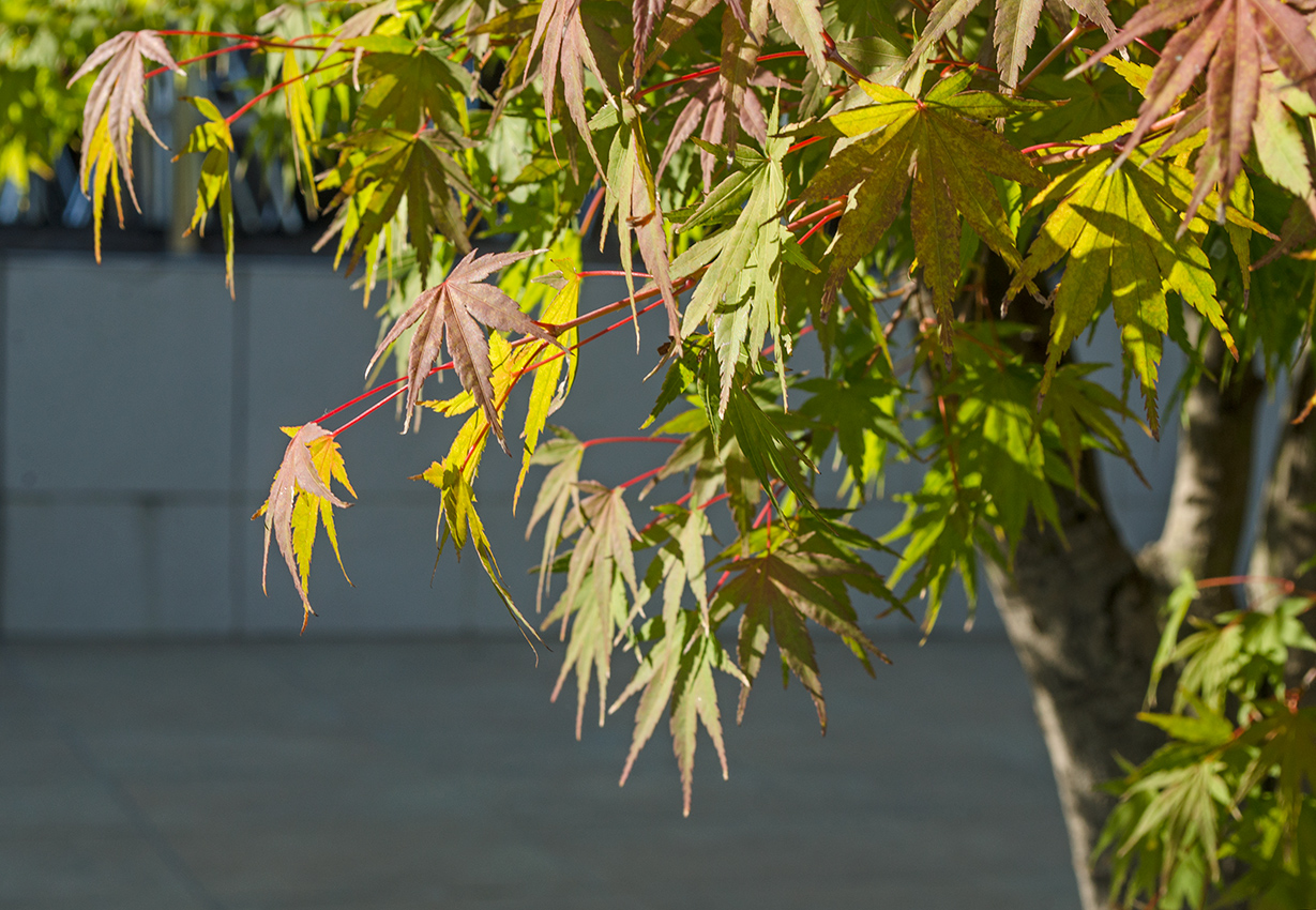 Изображение особи Acer palmatum.