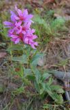 Lythrum salicaria