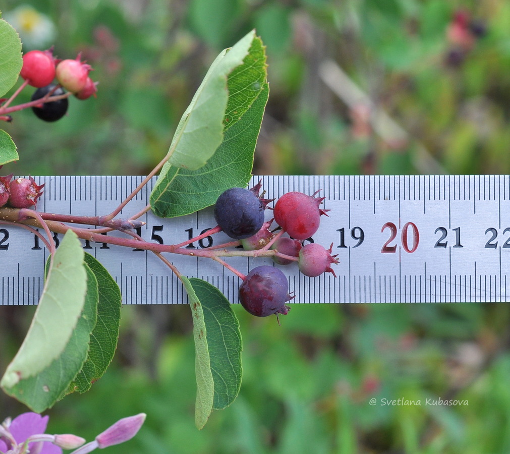 Изображение особи Amelanchier spicata.