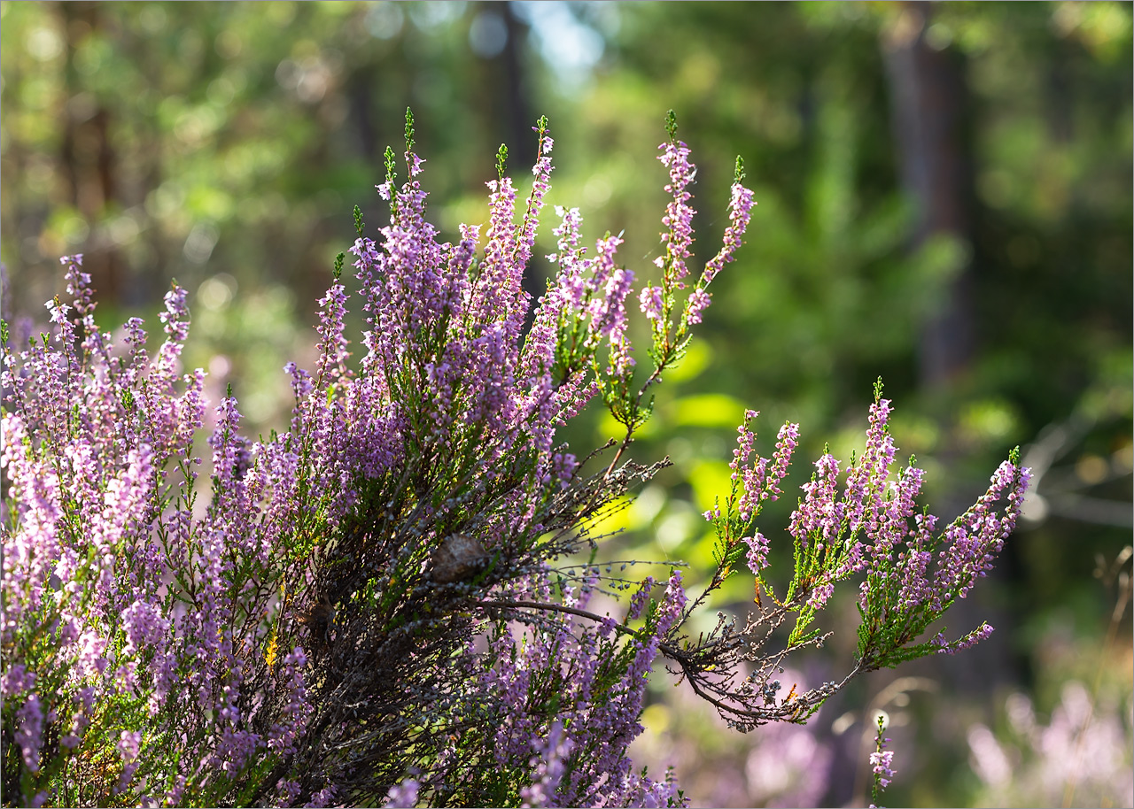 Изображение особи Calluna vulgaris.