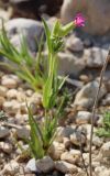 Pleconax coniflora. Цветущее растение. Израиль, окр. г. Арад, фригана на каменистом ровном участке. 03.03.2020.