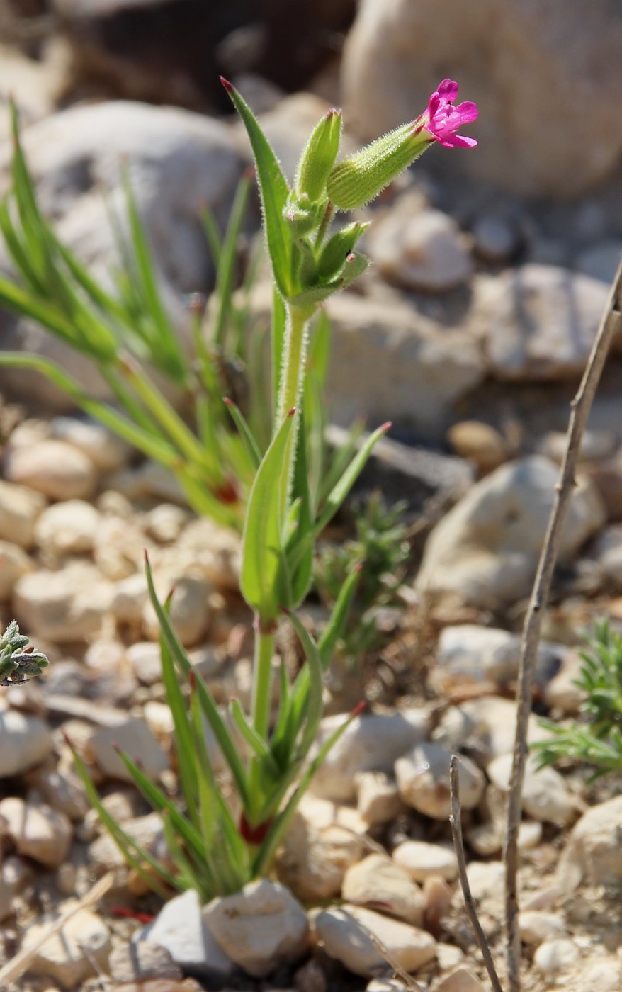 Image of Pleconax coniflora specimen.