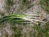 Allium pallens ssp. coppoleri