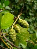 Alnus glutinosa. Незрелые соплодия. Чувашия, окр. г. Шумерля, Кумашкинский заказник, берег оз. Прорва. 7 августа 2008 г.