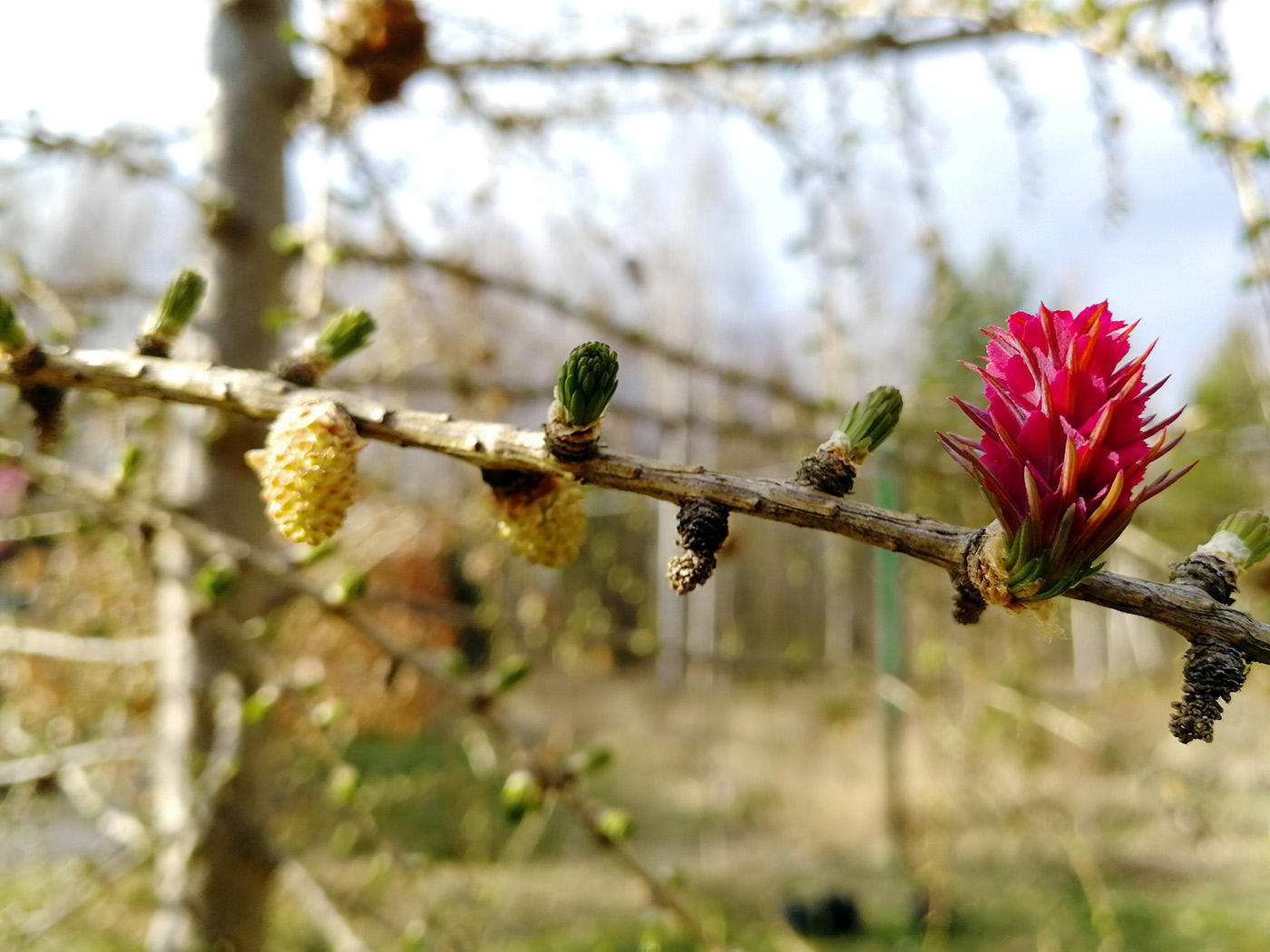 Image of Larix sibirica specimen.