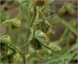 Artemisia sieversiana