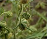 Artemisia sieversiana. Корзинка (вид со стороны обёртки). Чувашия, г. Шумерля. 23 августа 2010 г.
