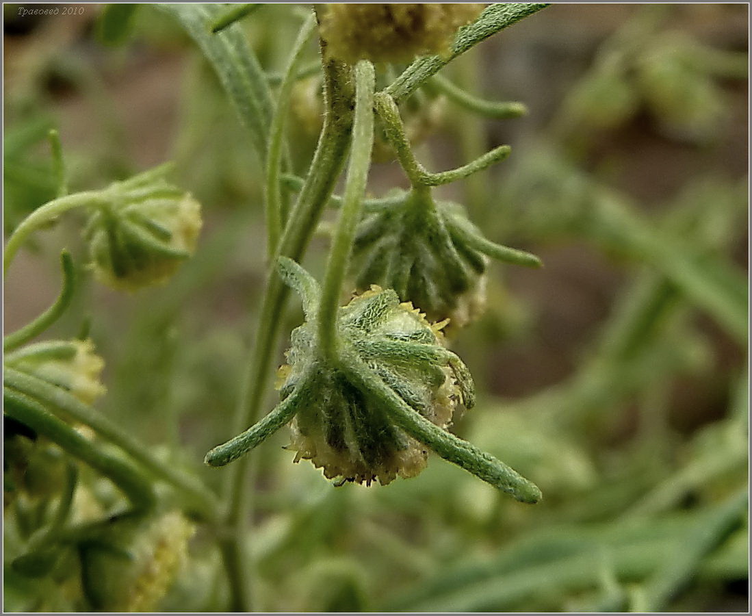 Изображение особи Artemisia sieversiana.