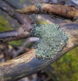 genus Physcia