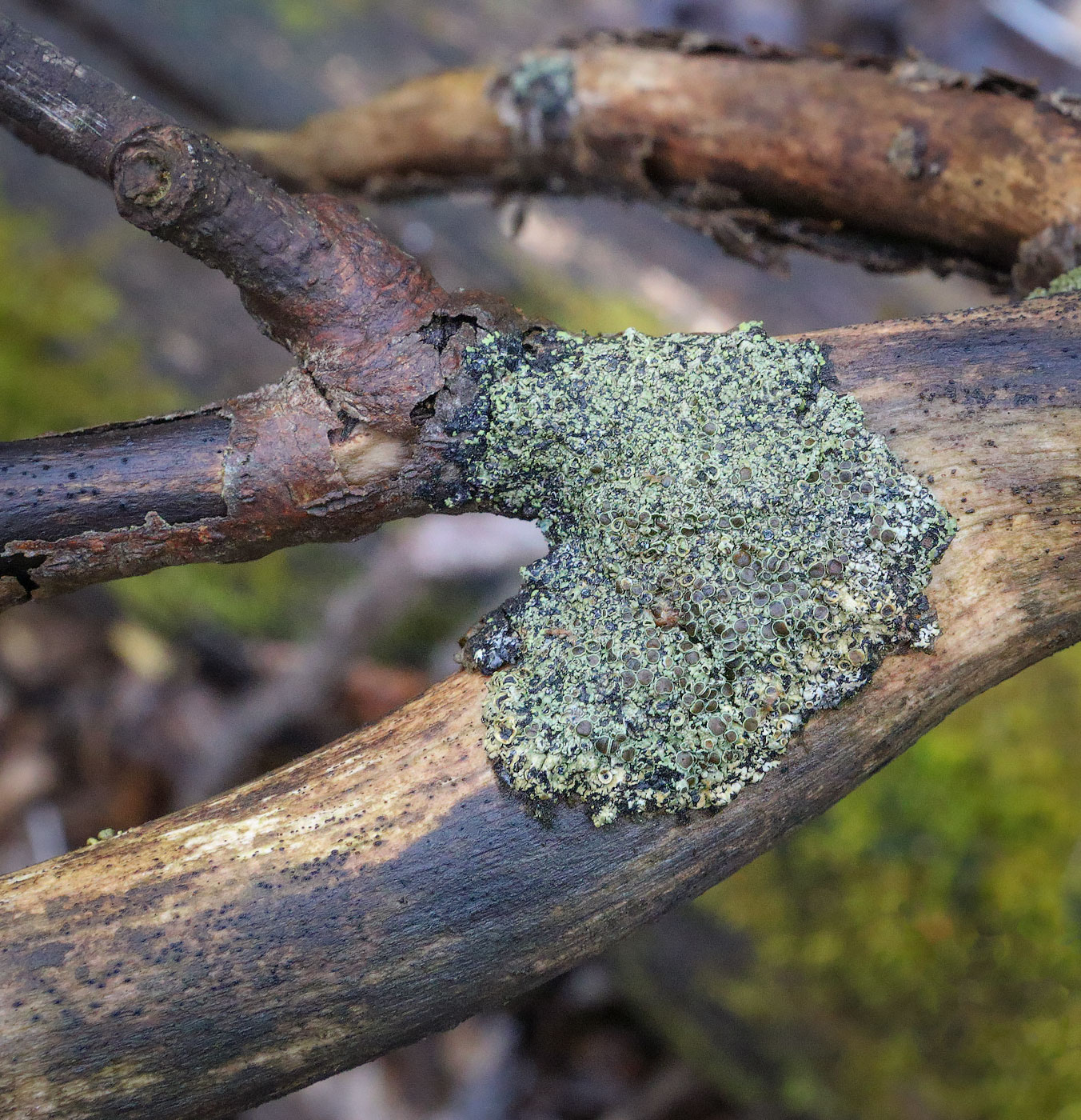 Image of genus Physcia specimen.