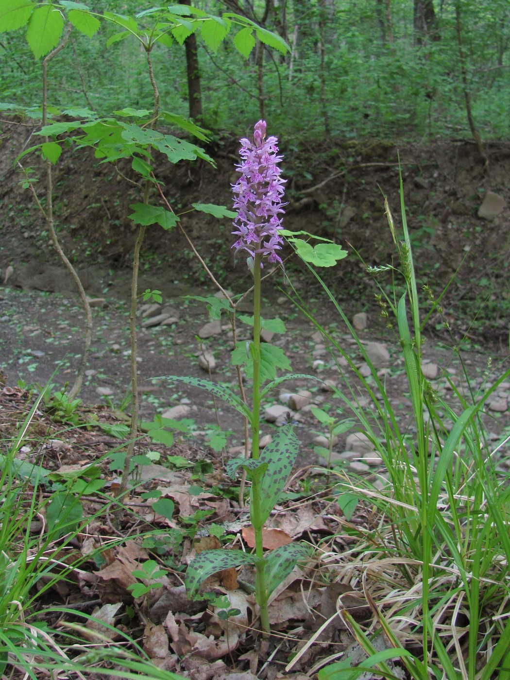 Image of Dactylorhiza urvilleana specimen.