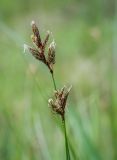 Carex praecox. Верхушка отцветающего побега. Пермский край, г. Пермь, Кировский р-н, опушка в сосновом бору. 23.05.2020.