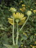 Doronicum pardalianches