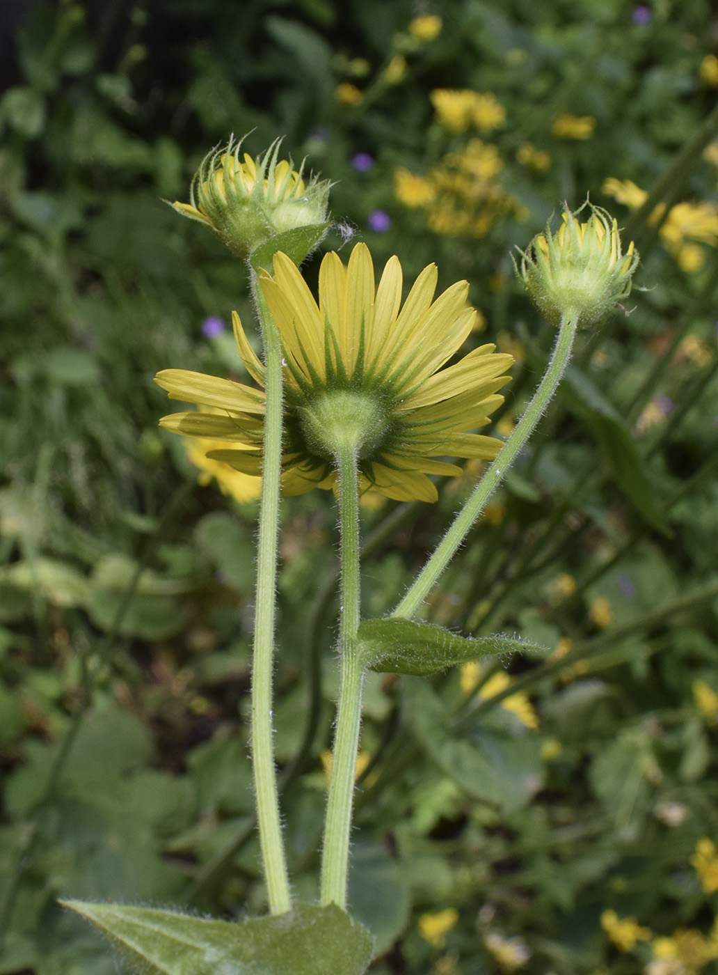 Изображение особи Doronicum pardalianches.