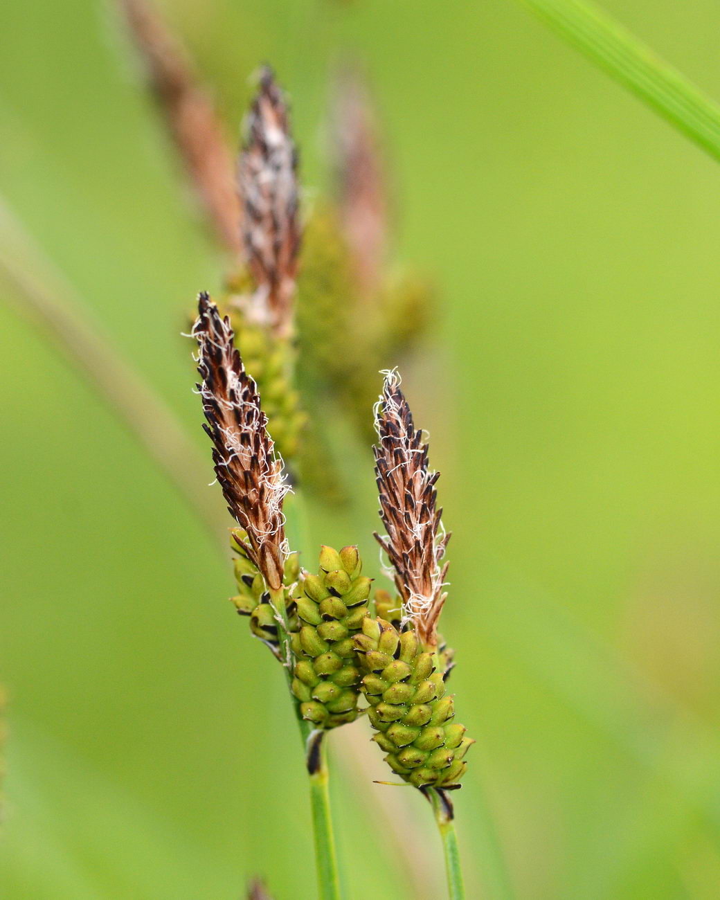 Image of Carex cespitosa specimen.