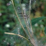 Epilobium montanum