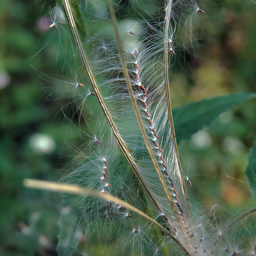 Image of Epilobium montanum specimen.