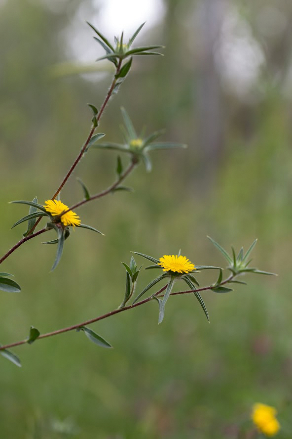 Image of Pallenis spinosa specimen.